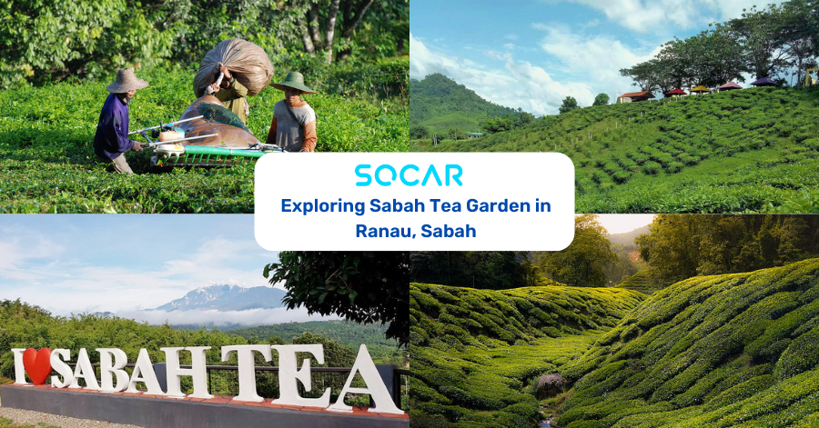 Exploring Sabah Tea Garden in Ranau, Sabah - SOCAR Blog