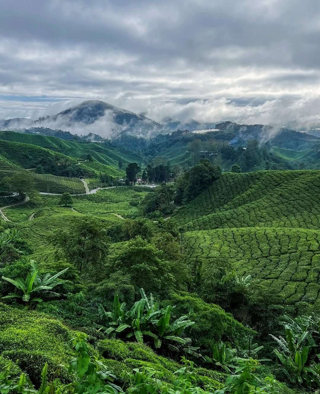 Tea plantations in Cameron, no.1 among the top 10 attractions in cameron highlands